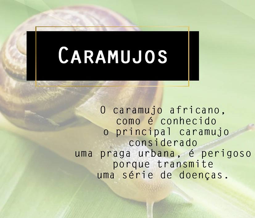 Caramujos