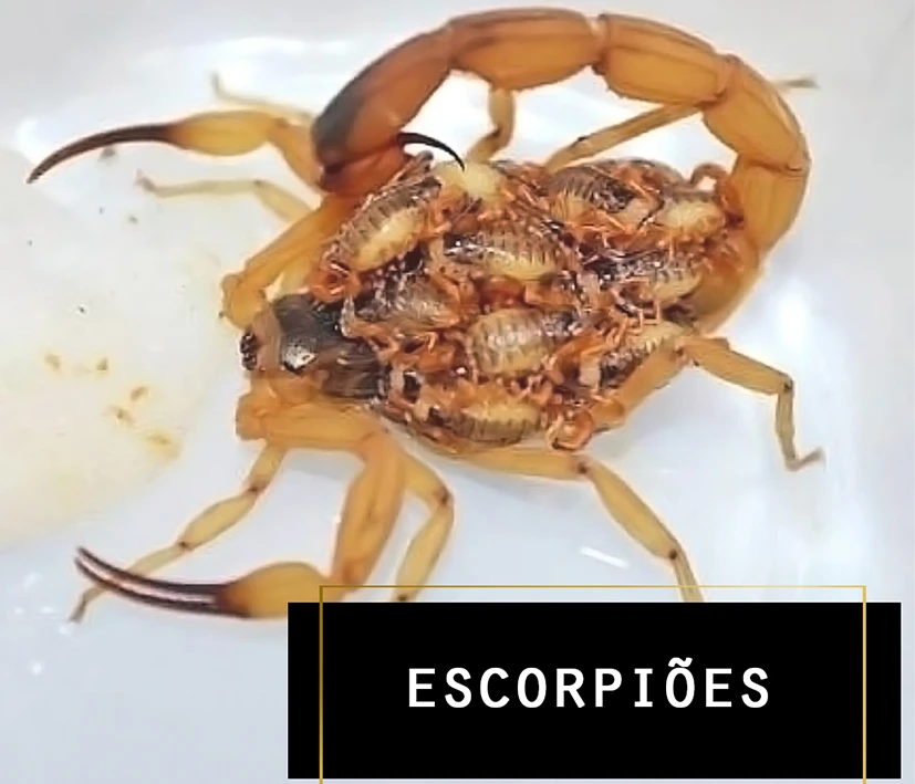 Escorpiões